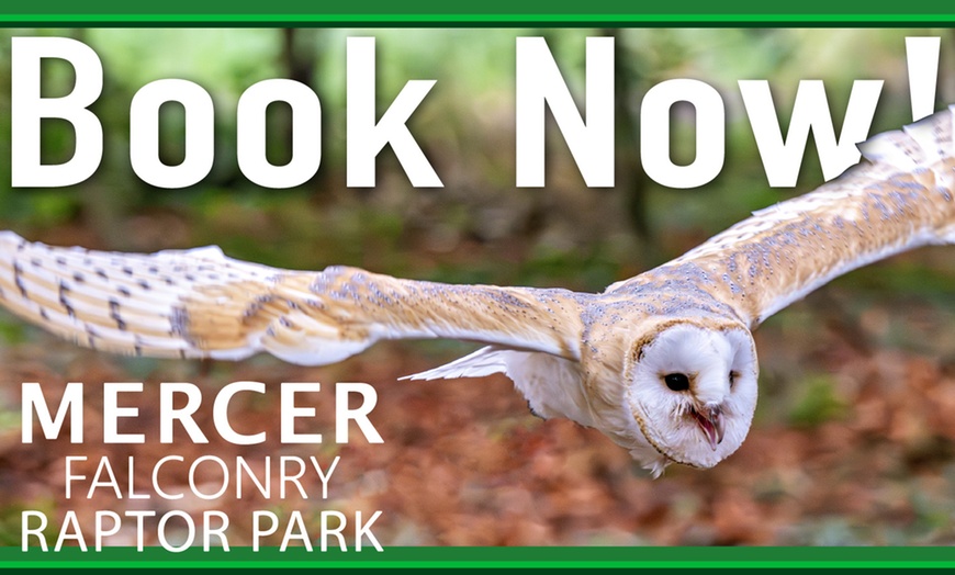 Image 2: Enjoy a 1/2 Hr Falconry Experience for all ages 4+ at Mercer Falconry