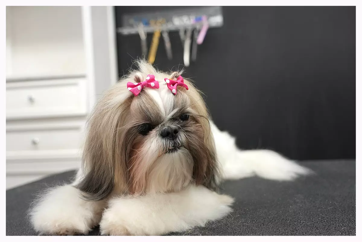 Transform Your Pet at The Hairy Barker Inn & Spa with $25 for $50 Dog Grooming, up to 50% Off - Primary Image