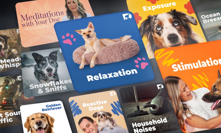 Image 3: Stream DOGTV for a Year or Enjoy a Free Month