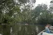 Guided Paddle or Kayak Tour to Breathtaking Cypress Springs; Float, Swim & Nature w/ All Gear & Picnic Lunch Included - Second Medium