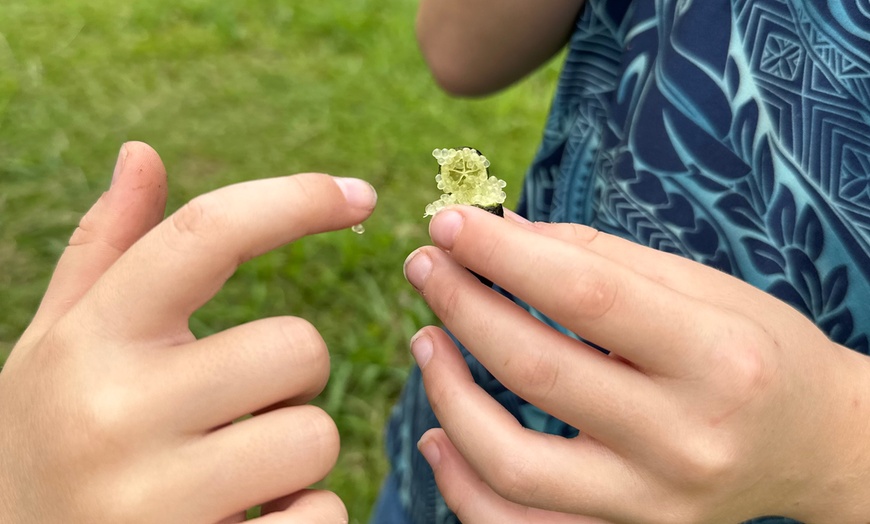 Image 8: 90-Minutes Sensory Farm Tour at Koili Point ES in Papaikou, HI