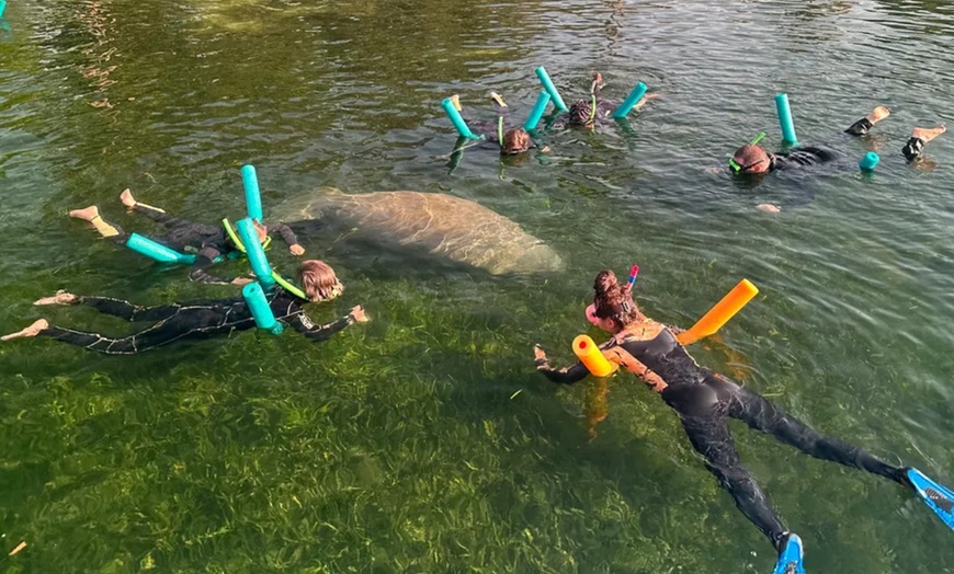 Image 2: Guided Manatee Tour w/ All Gear, Mask, Suit & In-Water Equipments