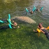 Image 2: Guided Manatee Tour w/ All Gear, Mask, Suit & In-Water Equipments