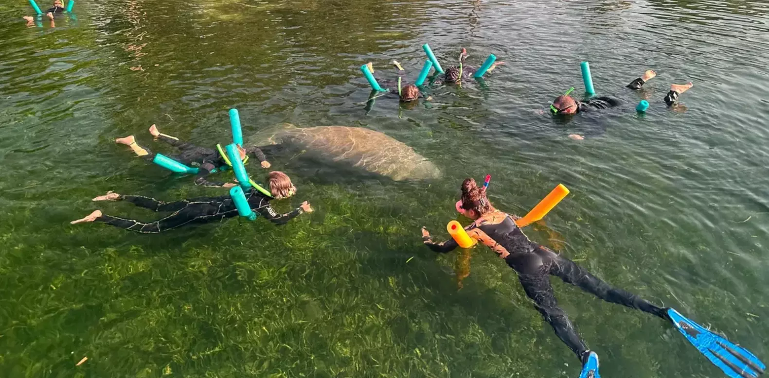 Guided Manatee Tour w/ All Gear, Mask, Suit & In-Water Equipments