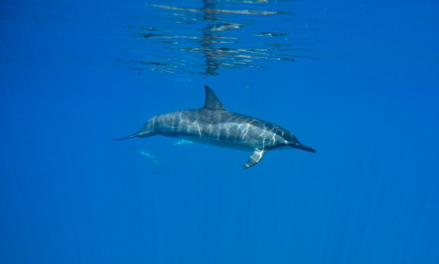 Image 5: Dive Certifications, Beginner Group or Private Dive Excursions from Banzai Diver's Hawaii - Save up to 40%