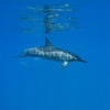 Image 5: Dive Certifications, Beginner Group or Private Dive Excursions from Banzai Diver's Hawaii - Save up to 40%
