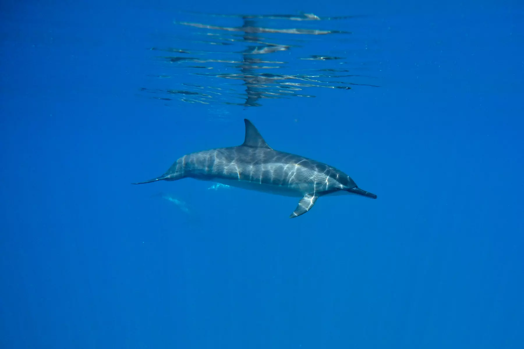 Dive Certifications, Beginner Group or Private Dive Excursions from Banzai Diver's Hawaii - Save up to 40%