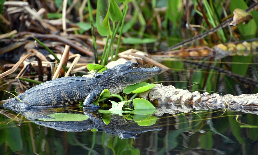 Image 5: Everglades Airboat Ride & Alligator Show with Miami Transportation