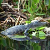 Image 5: Everglades Airboat Ride & Alligator Show with Miami Transportation