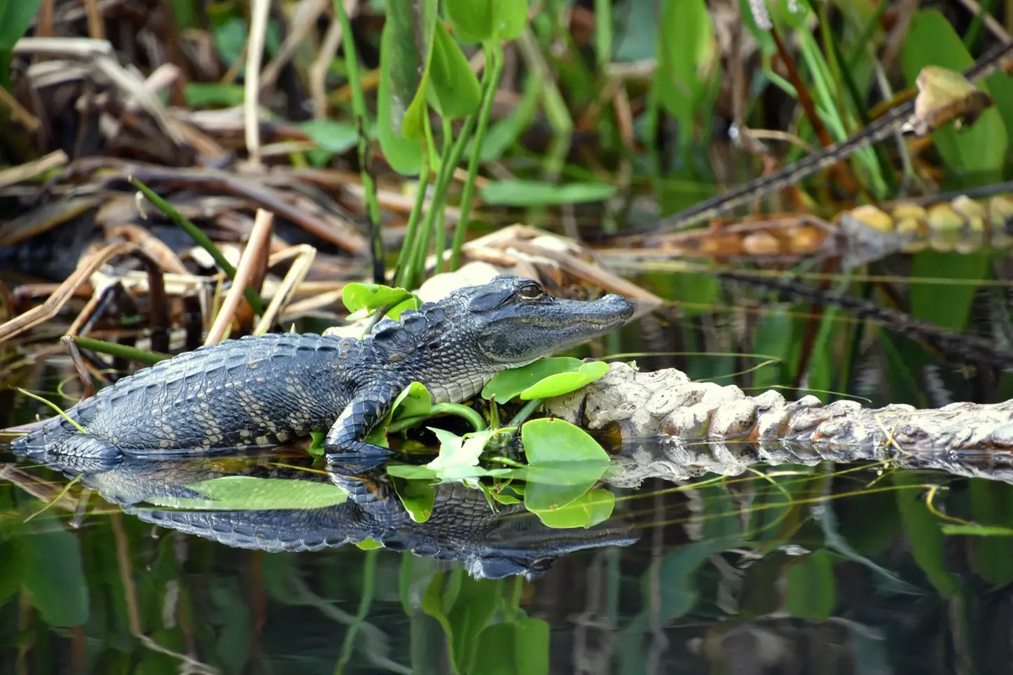 Everglades Airboat Ride & Alligator Show with Miami Transportation