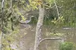 Swamp Eco Cruise & Walking Tour – 2-Hour Adventure for 1–6 People at Gulf Coast Eco Tour (Up to 20% Off) - Second Medium