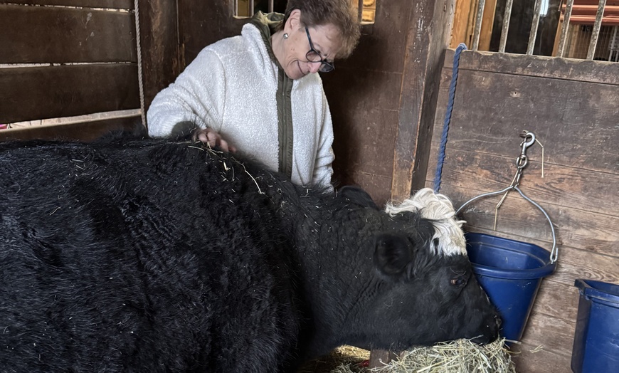 Image 5: Cow Cuddling Experience at a Farm with Hands On Interaction
