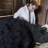 Image 5: Cow Cuddling Experience at a Farm with Hands On Interaction
