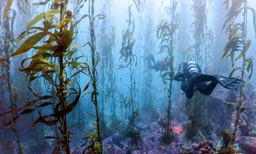 Image 7: Explore Monterey Bay Habitats With Guided Scuba Tours