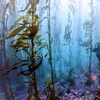 Image 7: Explore Monterey Bay Habitats With Guided Scuba Tours