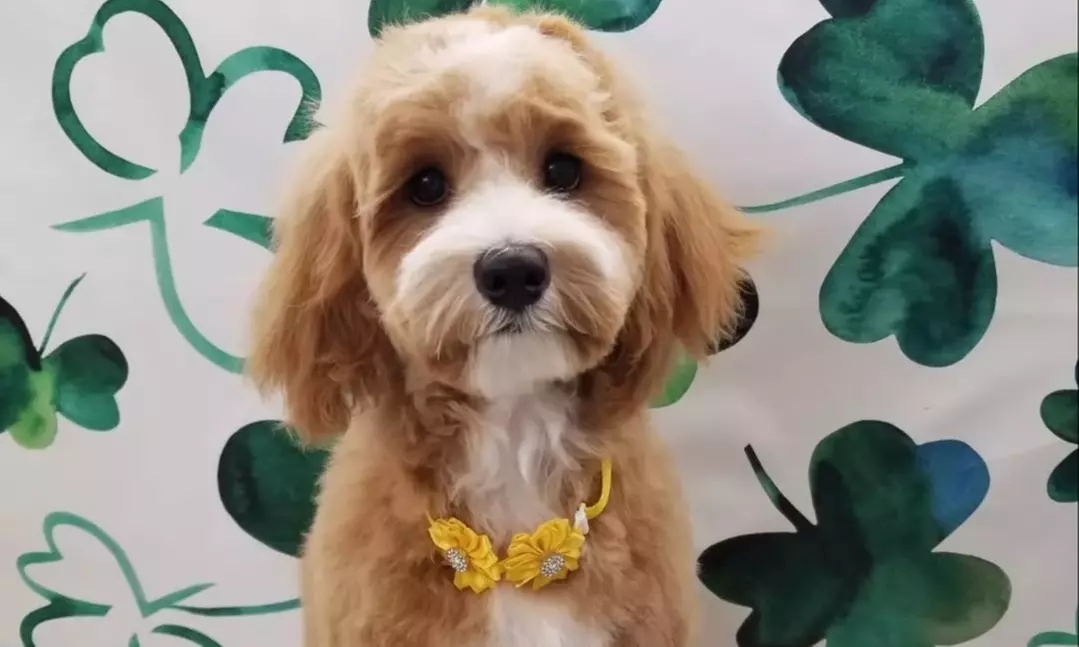 Pamper Your Pet with Luxury Grooming from a Master
