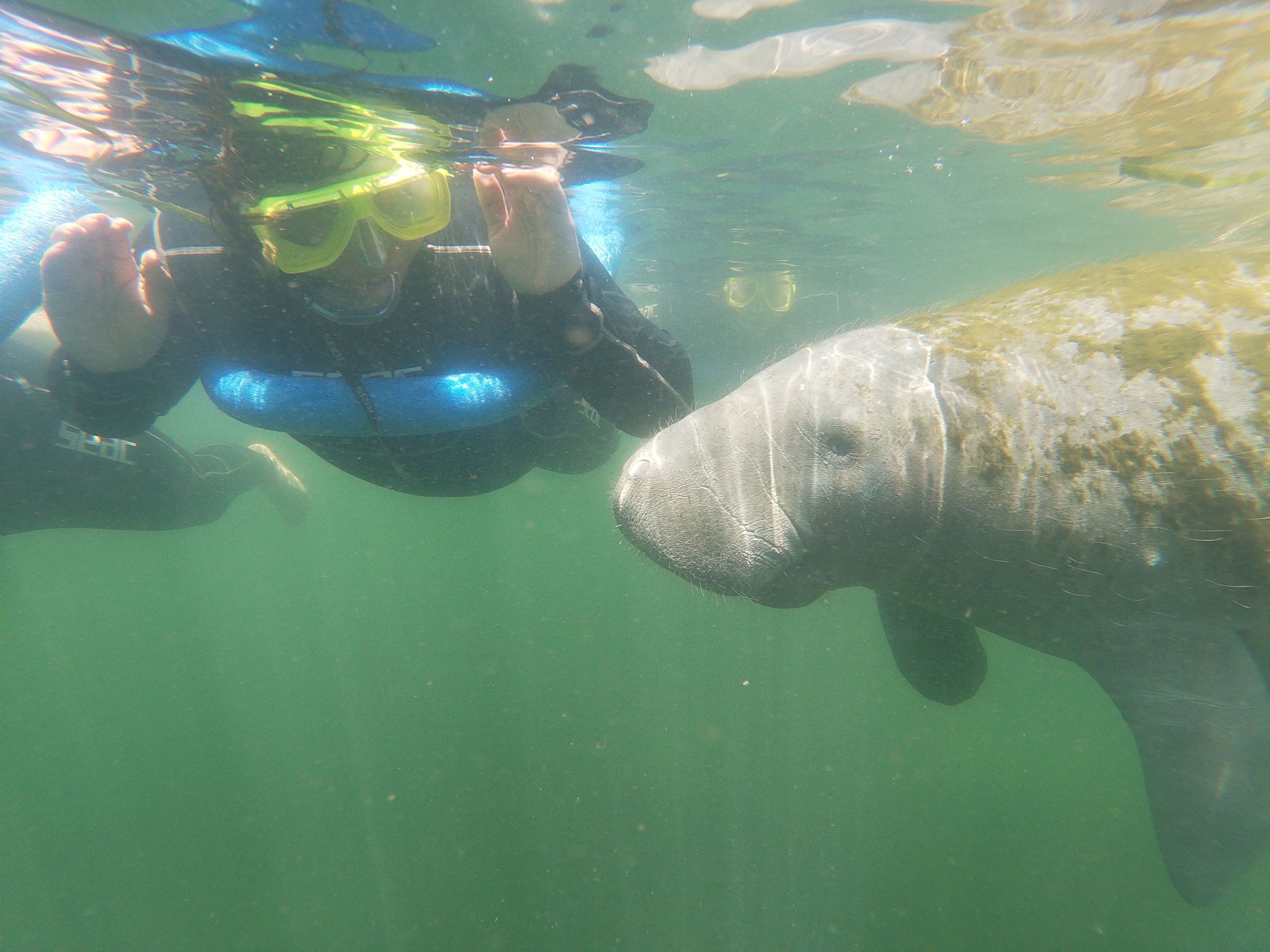 Intimate Snorkeling with Manatees for One or Two in Crystal River
