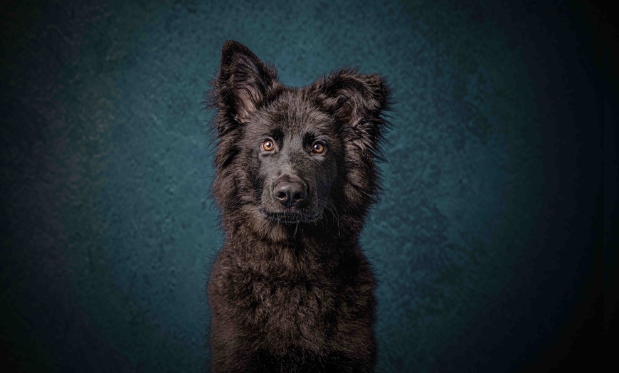Image 1: Up to 97% Off on Photo Shoot - Pet at Photography New Forest