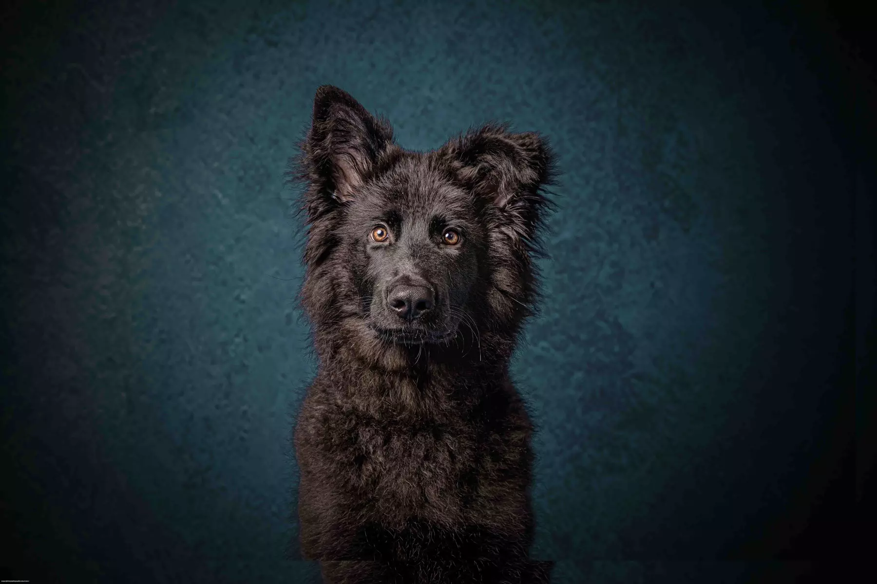 Up to 97% Off on Photo Shoot - Pet at Photography New Forest