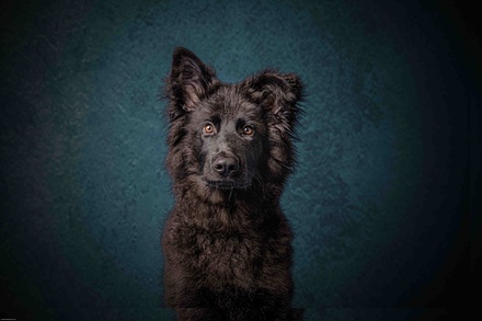 Pet photoshoot with eight prints - Photography New Forest