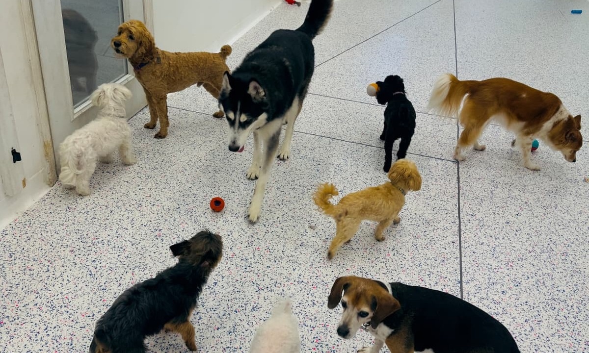 Three or Five Days of Doggy Daycare – Fun & Care for Your Pup