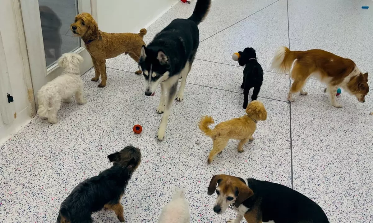 Three or Five Days of Doggy Daycare – Fun & Care for Your Pup