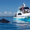 Image 3: Up to 30% Off on Ferry (Transportation) at Freedom Ecotours Pty Ltd