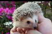 Exclusive Wildlife Adventure: VIP Sunset Tour w/ Exotic Animal Feeding, Complimentary Drink & Souvenir Glass - Second Medium