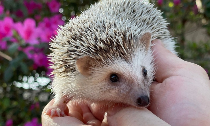 Image 7: Exclusive Wildlife Adventure: VIP Sunset Tour & Exotic Animal Feeding 