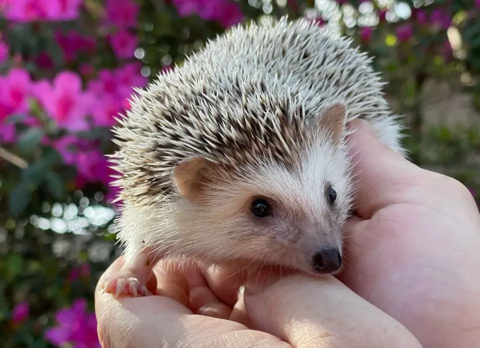 Exclusive Wildlife Adventure: VIP Sunset Tour & Exotic Animal Feeding