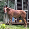 Image 5: Horseback & Pony Riding for All Ages