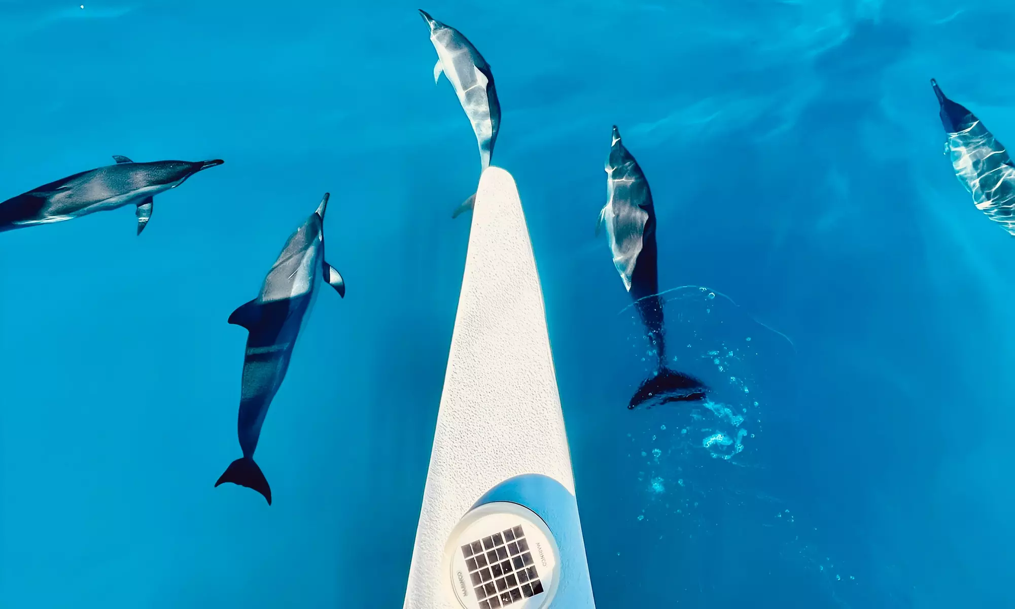 Up to 43% Off Turtle Canyon Snorkel Sail – Waikiki Adventure