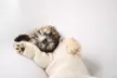 Memories By Marie Photography offers a 30-minute Studio Session Capturing Your Pet's Personality (Up to 55% Off) - Second Medium