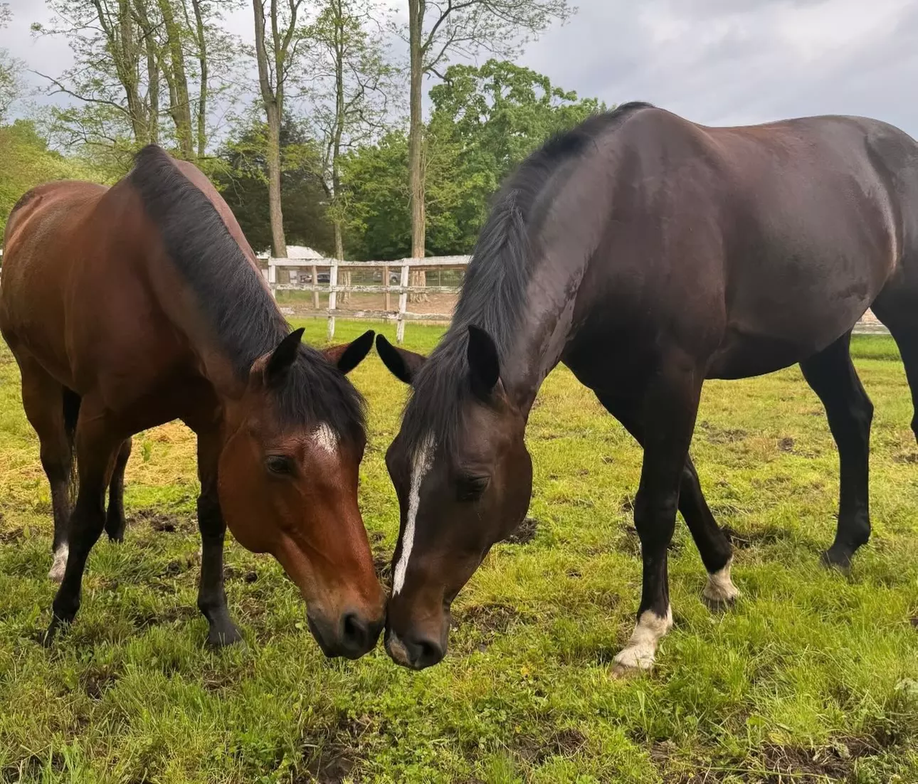 Enjoy Horse Back Riding or 10 Package Lesson