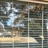 Image 5: Get Up to 20 Windows Cleaned with Exterior Glass Service