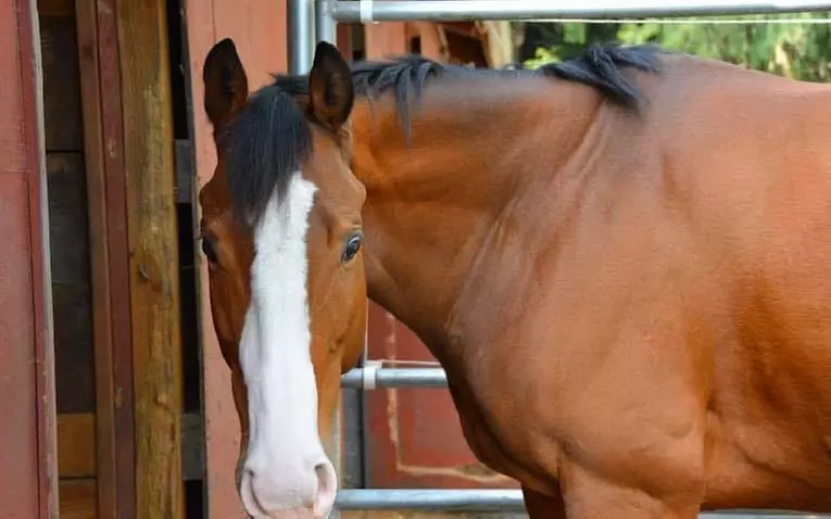 Up to 25% Off on Horse Back Riding at Bradley Equestrian - Second Medium