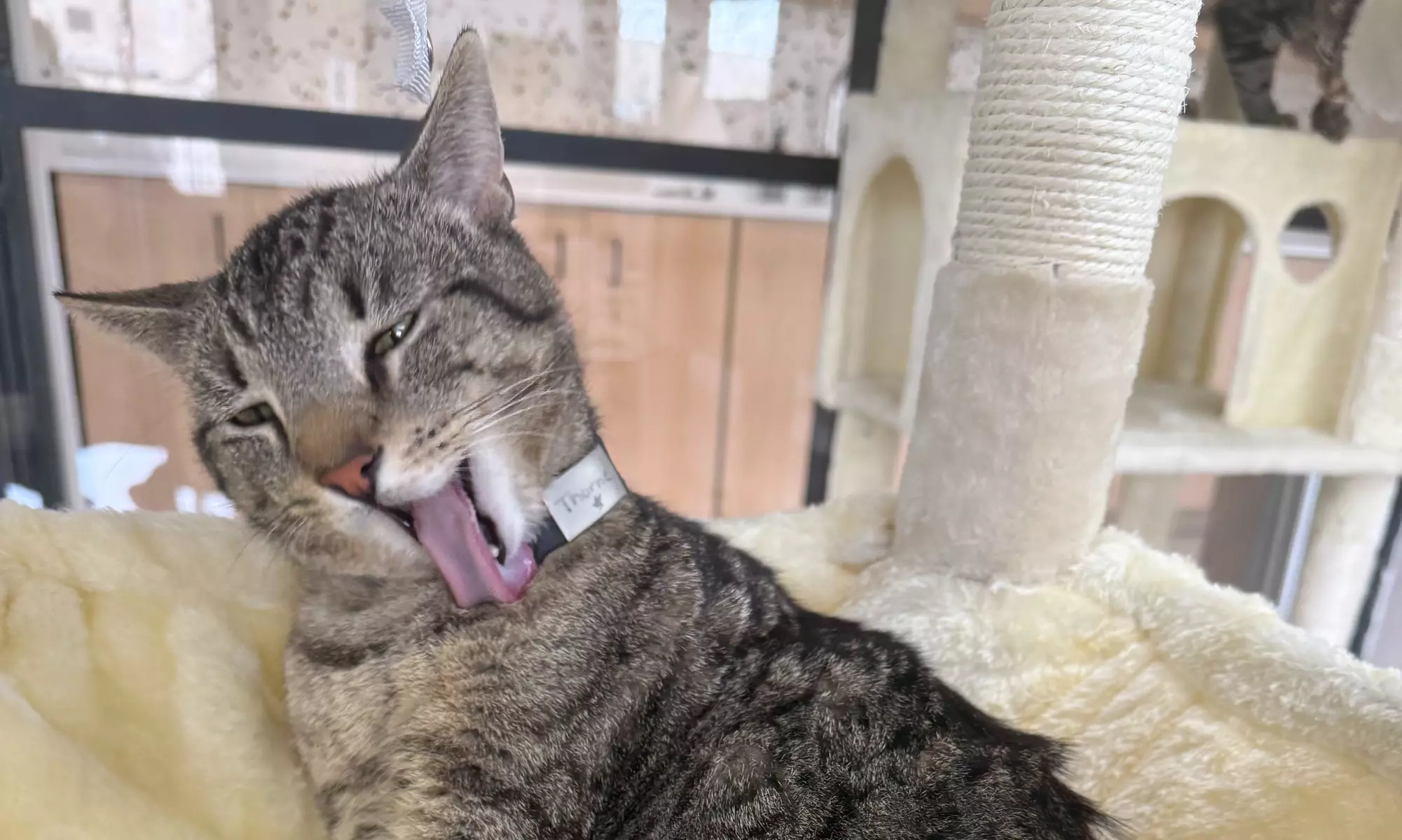 Cat Meditation & Yoga | 3 Pack