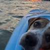 Image 8: Enjoy Sunset or Sunrise Kayaking Tours in Tampa Bay Area