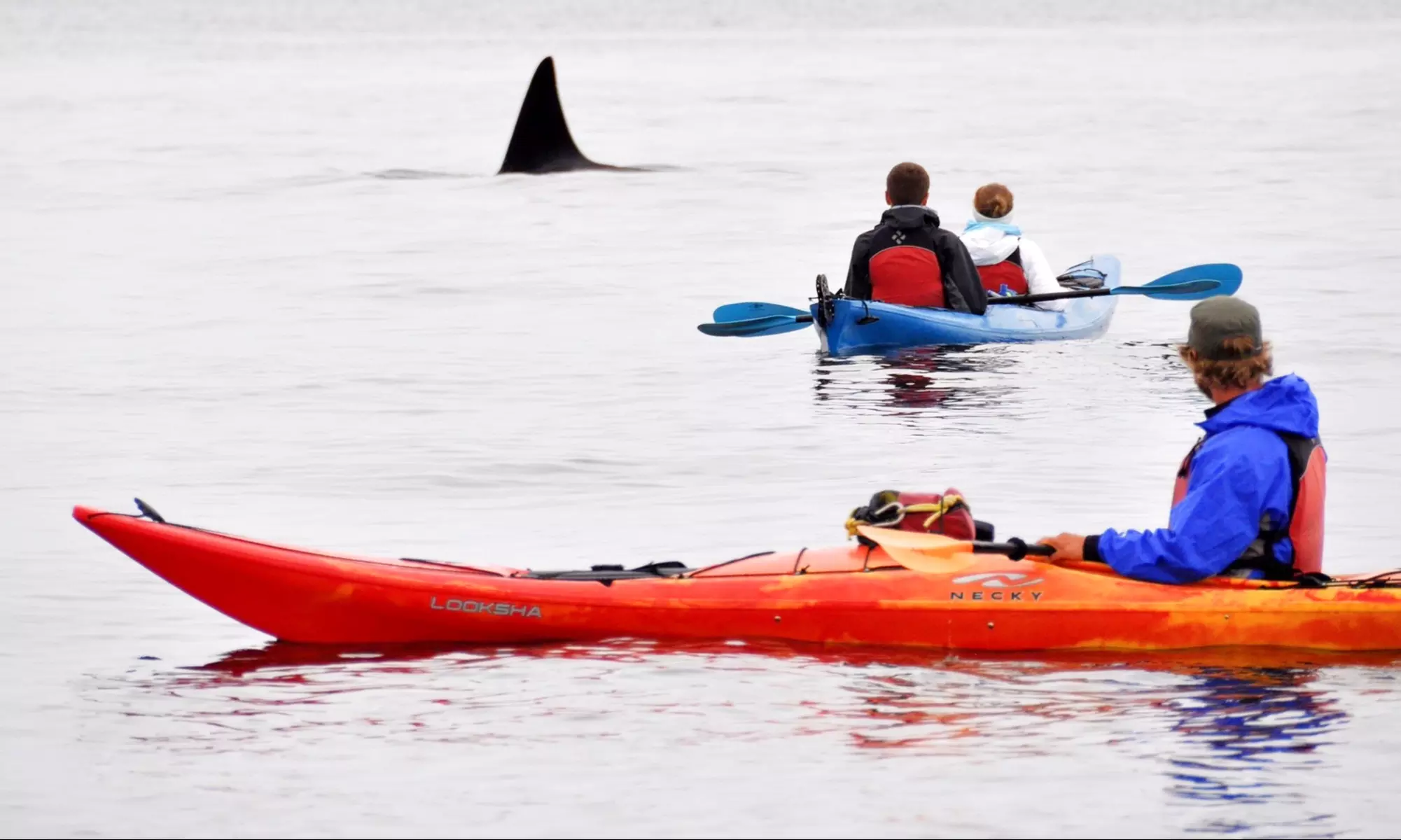 Explore with Orcas Wild: Three-hour Point Doughty Kayak Tour