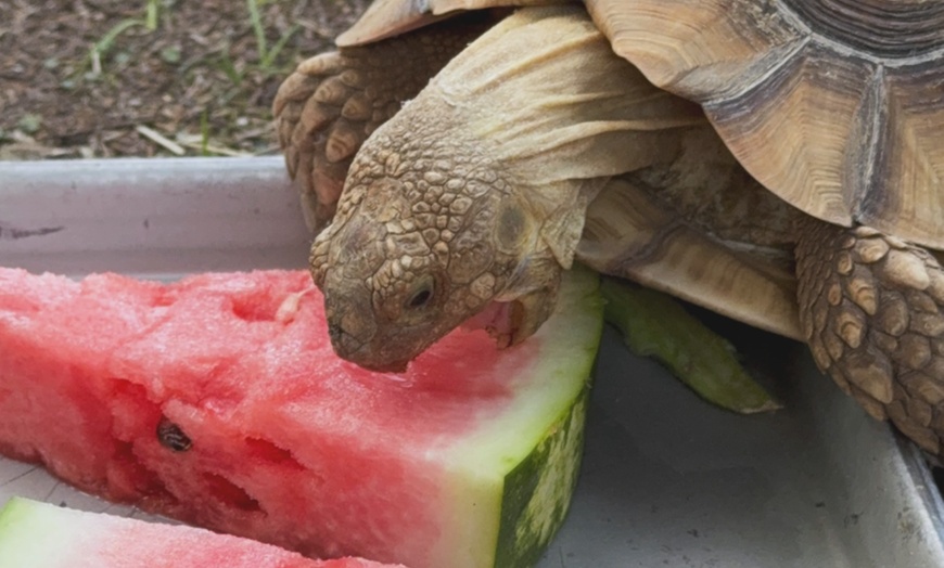 Image 14: Exclusive Wildlife Adventure: VIP Sunset Tour & Exotic Animal Feeding 