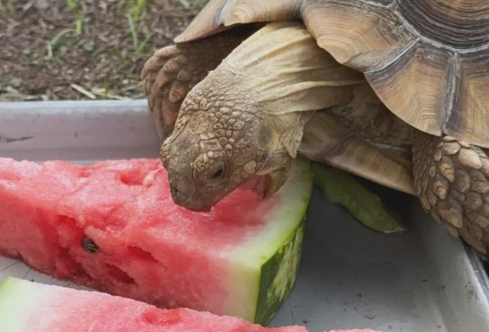 Exclusive Wildlife Adventure: VIP Sunset Tour & Exotic Animal Feeding