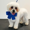 Image 1: Up to 26% Off on Pet Grooming at Ms Barber Dog