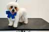 Up to 40% Off on Pet Grooming at Ms Barber Dog - South Houston & Katy