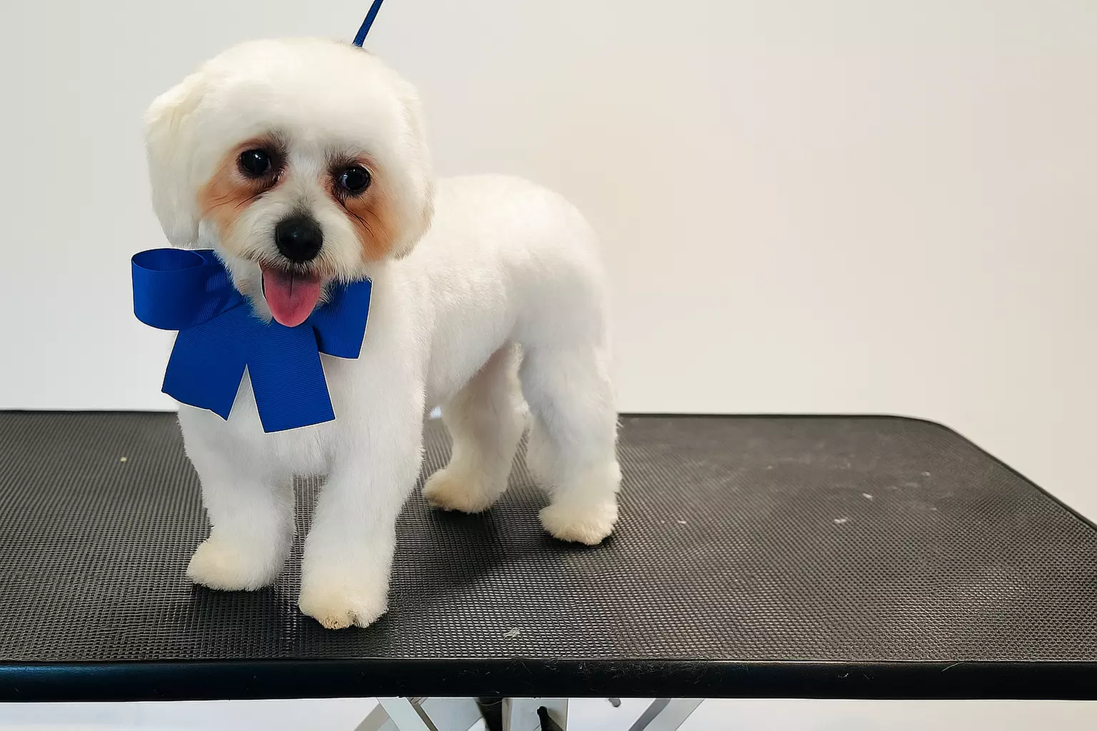 Up to 40% Off on Pet Grooming at Ms Barber Dog Katy