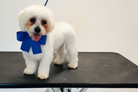 Full service for XS dogs 0-10 lbs  - Ms Barber Dog Katy