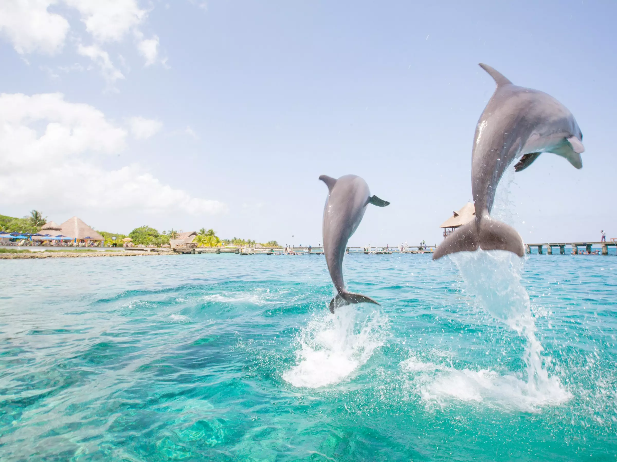 FinnSeeker Coastal Cruises Fort Myers Beach Sunset & Wildlife Cruise
