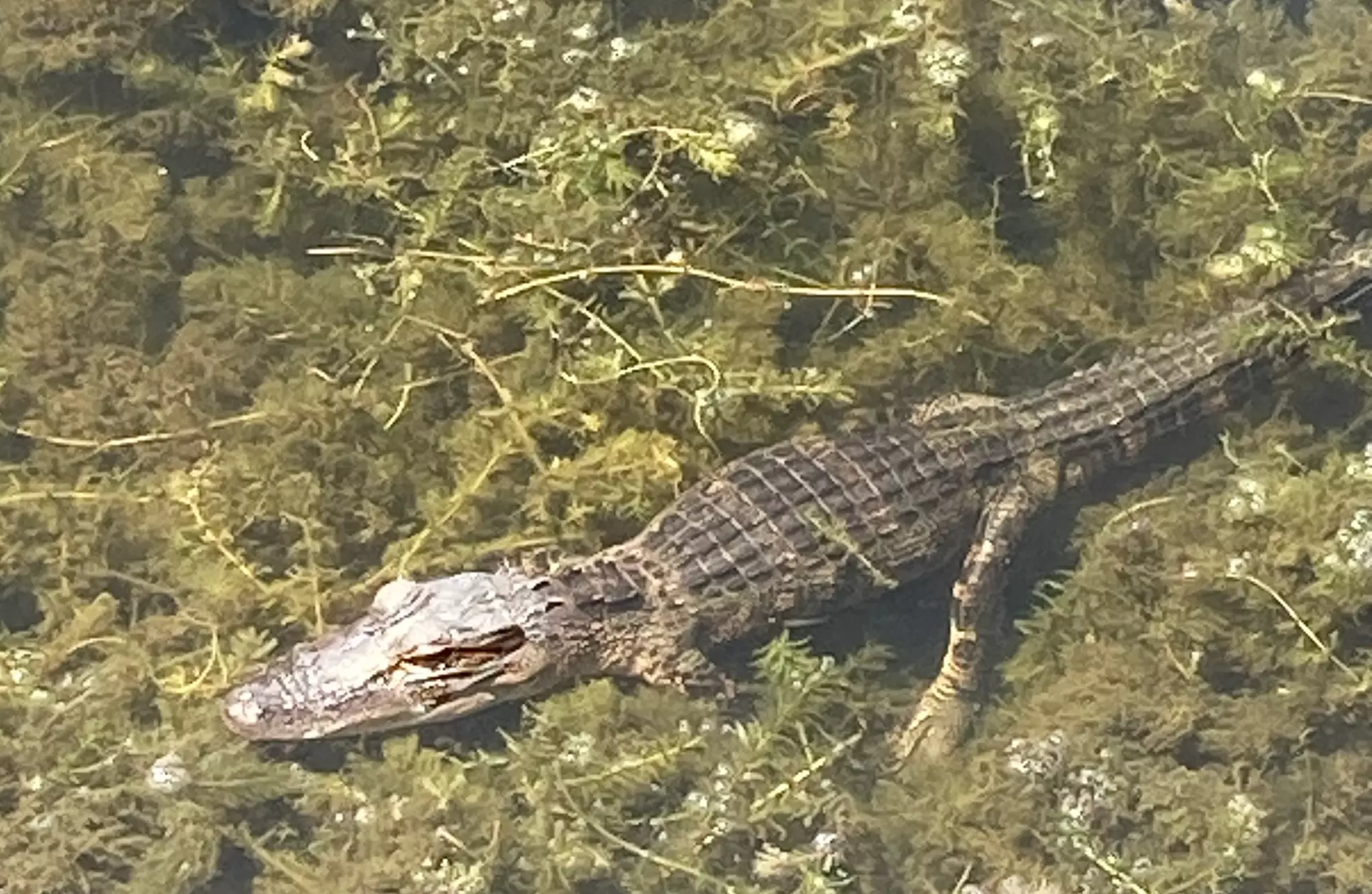 Up to 40% Off on Boat Tour at Shoreline Creatures