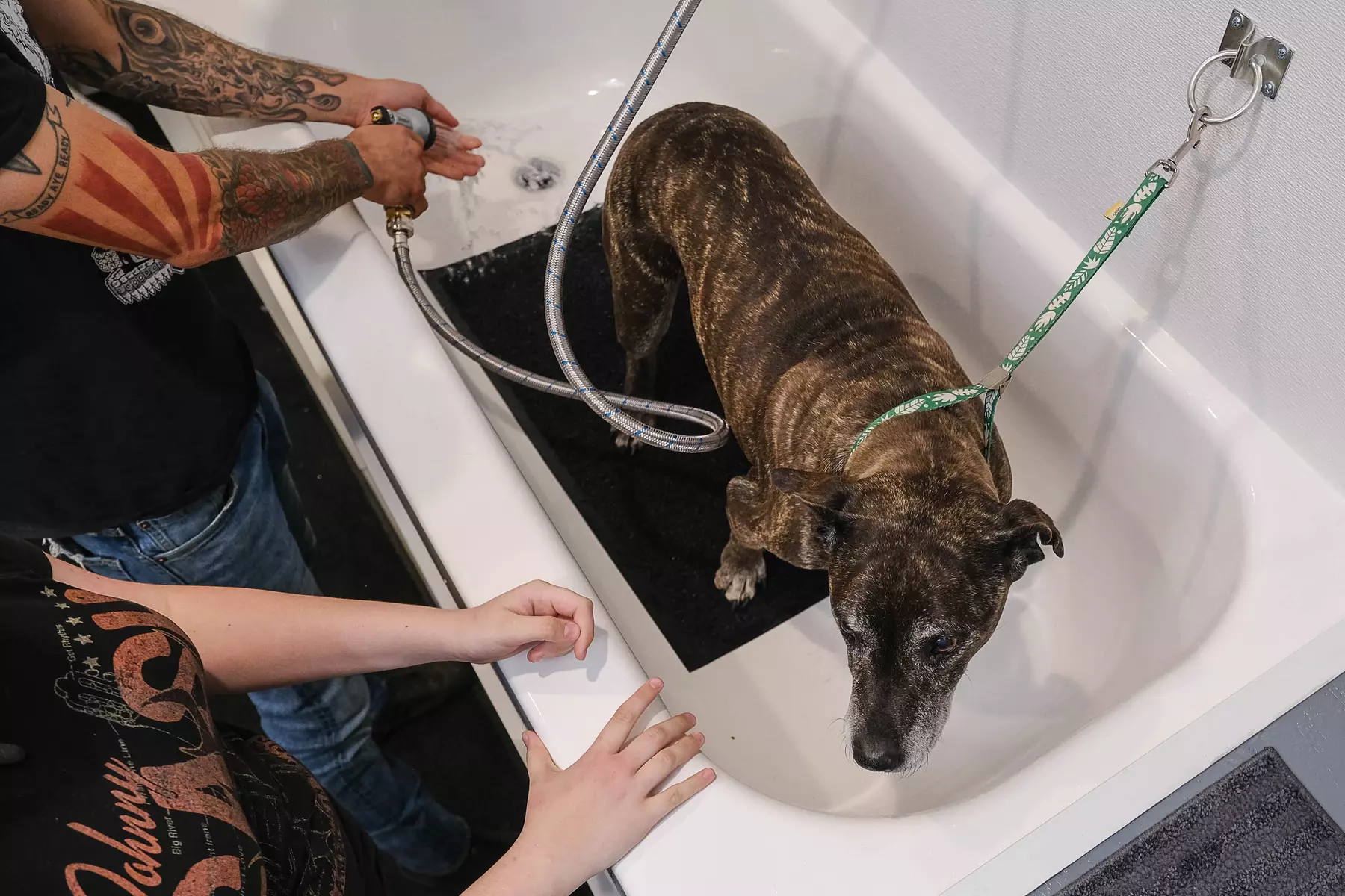 Experience Swanky Paws Pet Spa's DIY sessions for pets, with services up to 55% off - Second Medium
