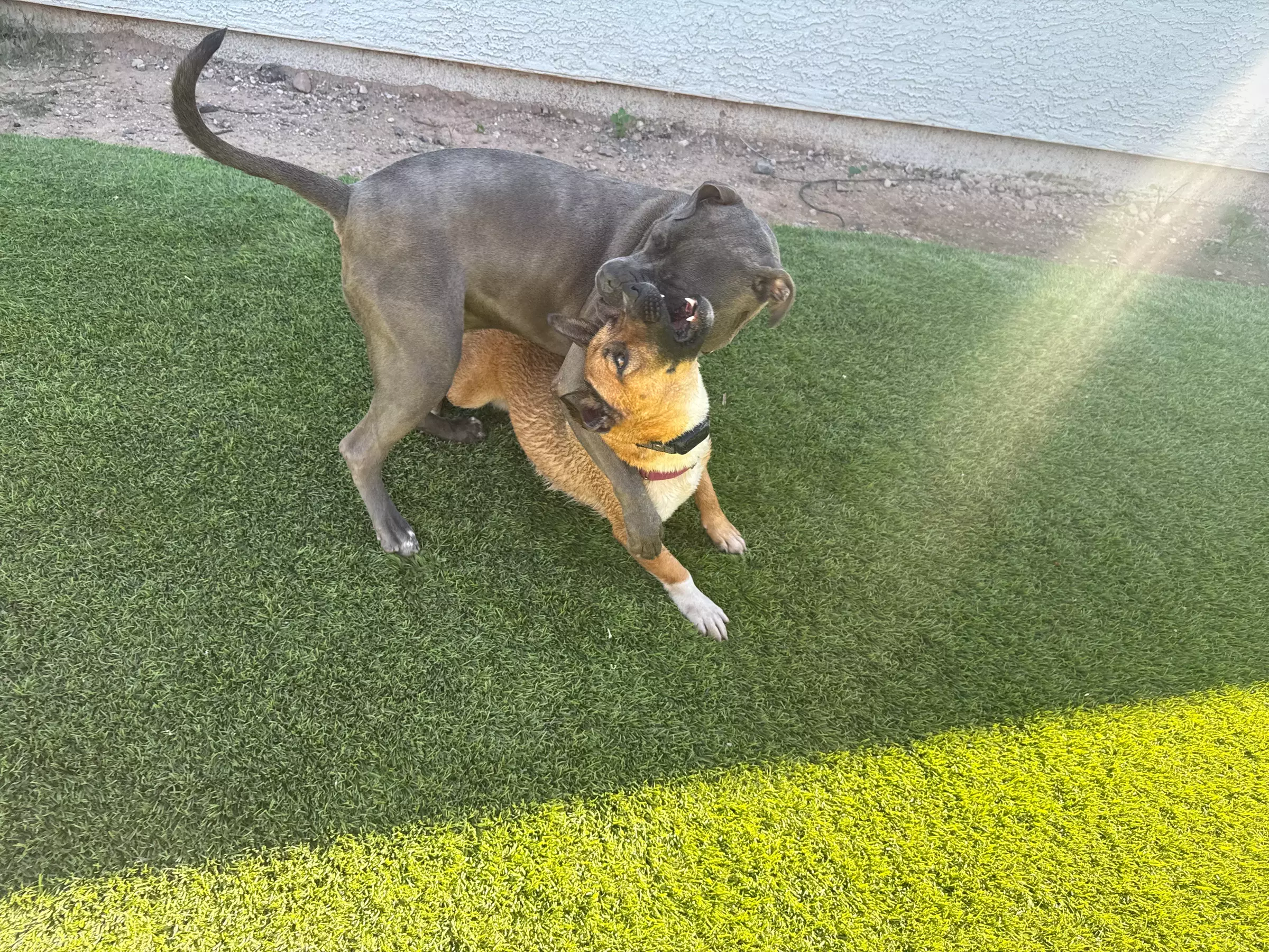 Choice of Pet Boarding or Daycare Service Packages