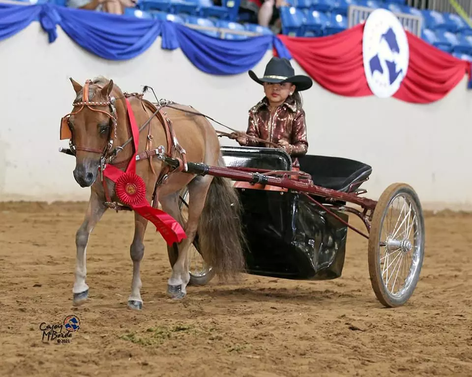 Mini Horse Cart Driving Lessons – A Unique Animal Bonding Experience